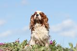 CAVALIER KING CHARLES 262